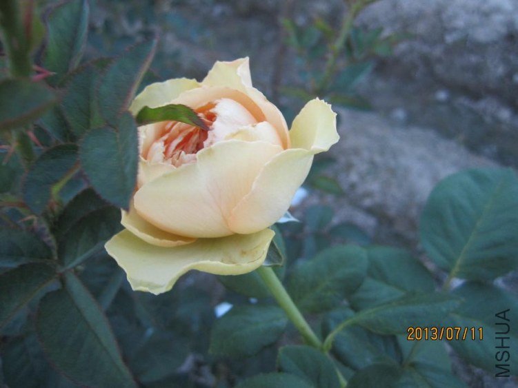 ������ɯ