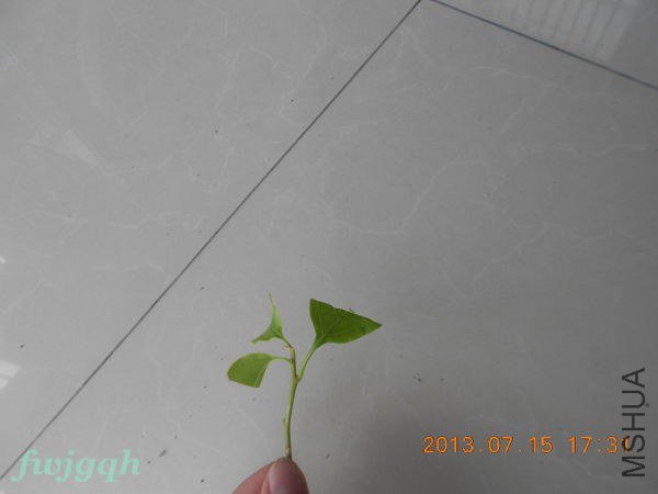 ��Ƭ 012_����.jpg