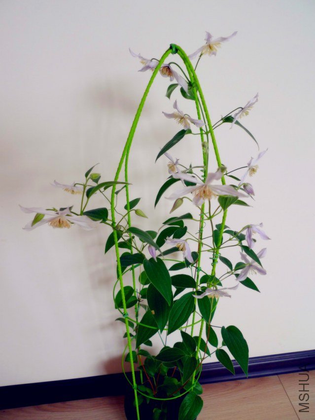 p1090502-s.jpg