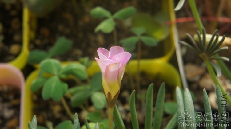224603f8kx6863dxoze888.jpg