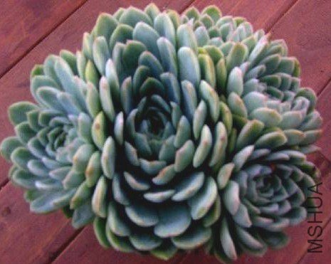 Echeveria cv Schichi-kuksi����С.jpg