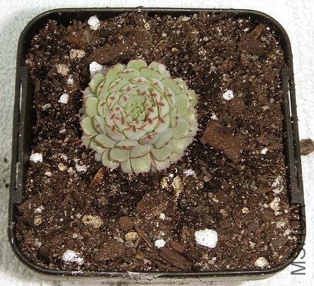 Echeveria globulosa.jpg