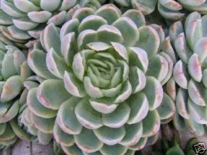 ECHEVERIA MEXICAN SNOW BALLī����ѩ��.jpg