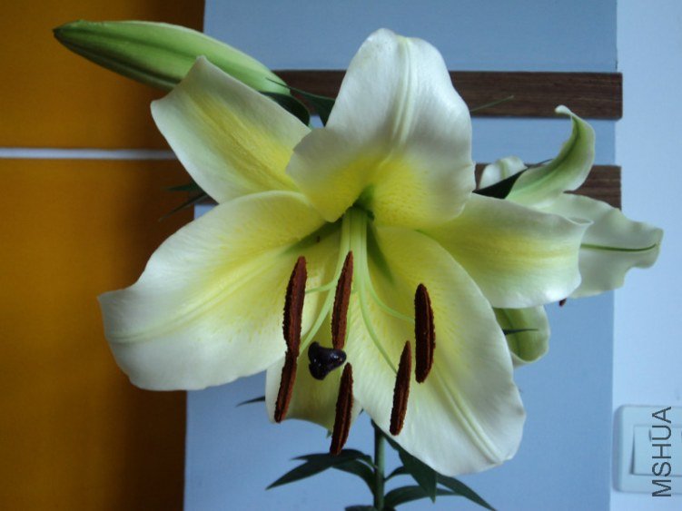 123046qm08rhv0qi0hjrj6.jpg