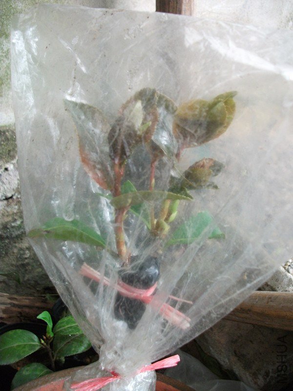 DSCF6510_����.jpg