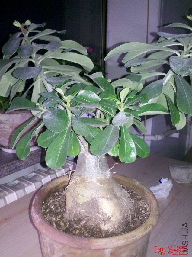 2013-02-11_20-30-38_674.jpg