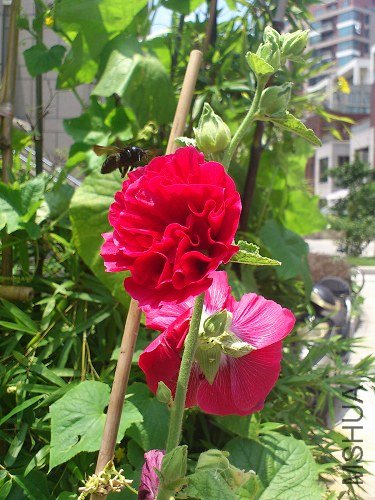 2013-07-14_11-45-58_856206_org.jpg