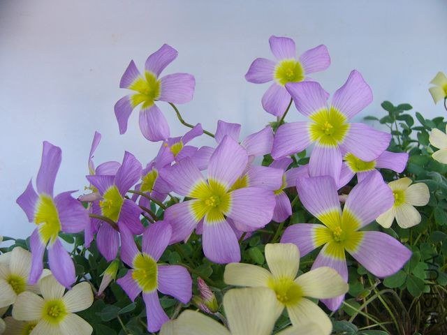 P1160756.JPG