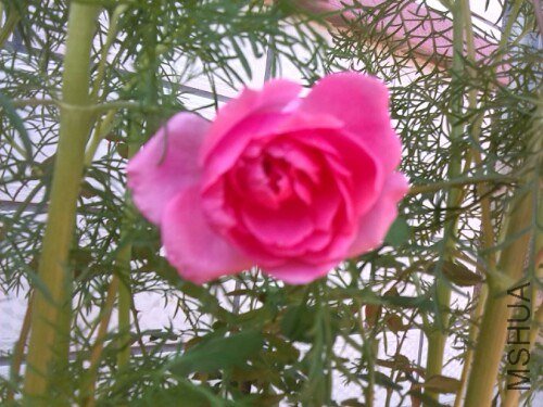 IMG20130717150904.jpg