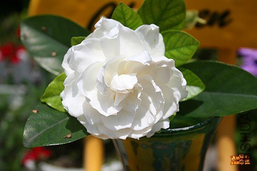 ��Ƭ 007_����.jpg