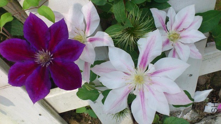 �����ɫ���ǡ��￨��