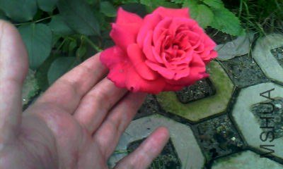 20130717_1733_2.jpg