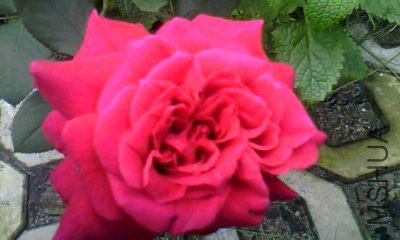 20130717_1733_0.jpg