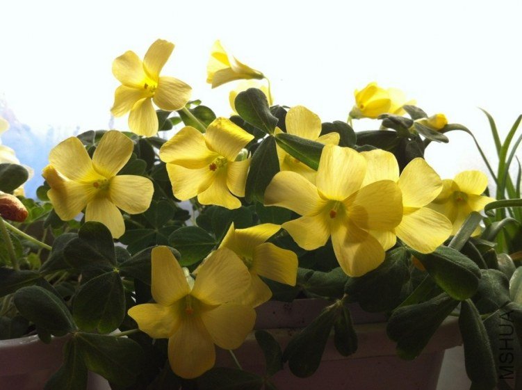 comosa yellow.jpg