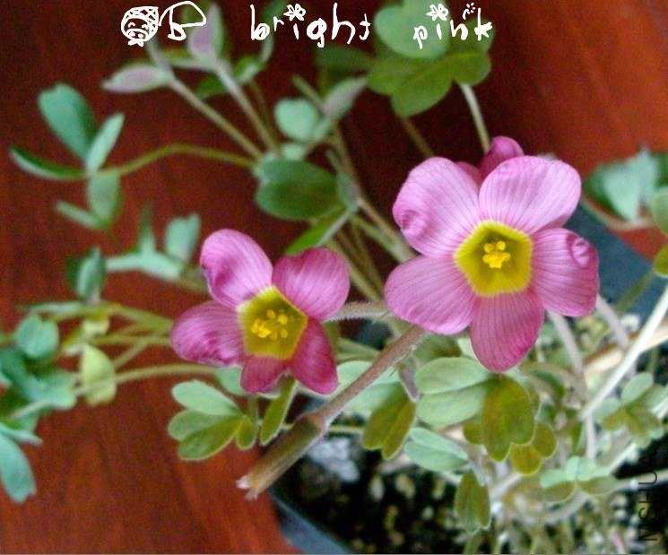 OB bright pink.jpg