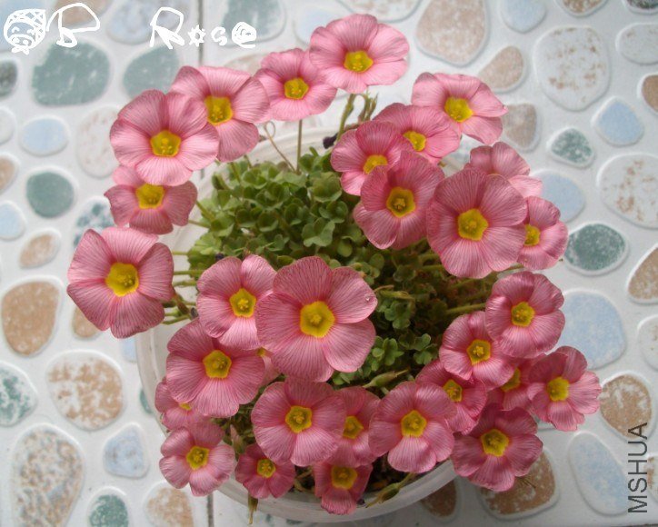 OB Rose.jpg