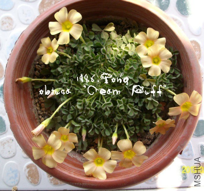 obtusa Cream Puff.jpg