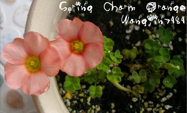 Spring Charm Orange.jpg