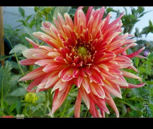 DSC08749 (500x422).jpg