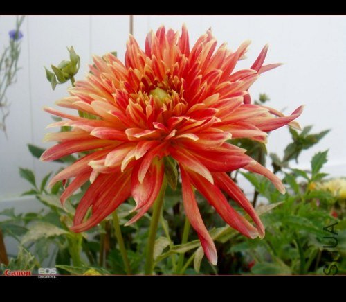 DSC08750 (500x436).jpg