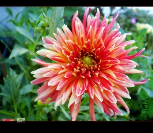 DSC08751 (500x435).jpg