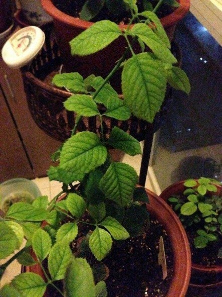 ��·�����ɼ���ҶƬ������