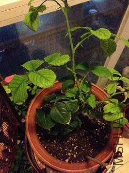 ��������Ҷ�ӵĶԱȣ�ɫ�������