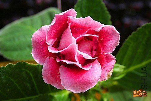 ��Ƭ 035_����.jpg