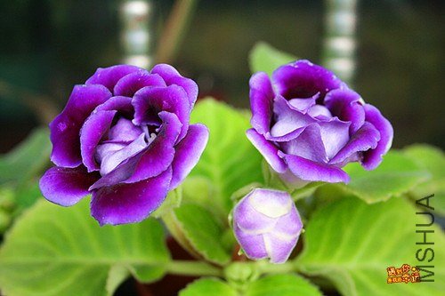 ��Ƭ 038_����.jpg