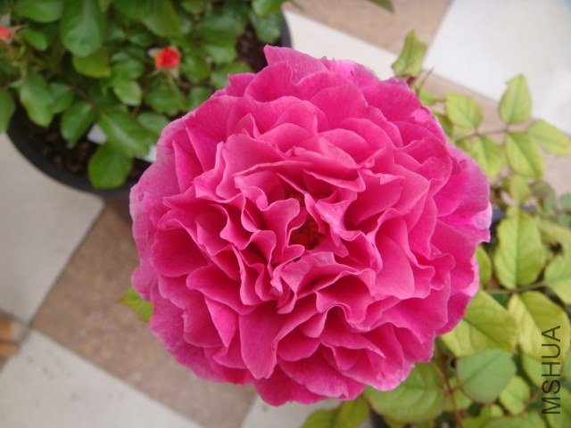 DSC07661.JPG