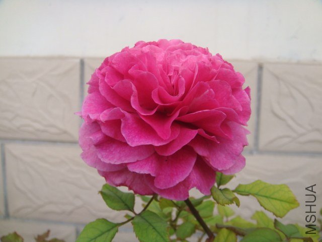DSC07663.JPG