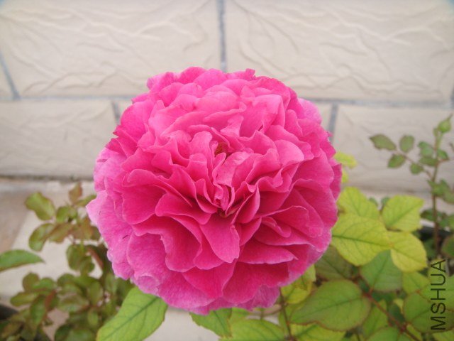 DSC07665.JPG