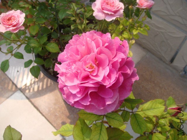 DSC07670.JPG