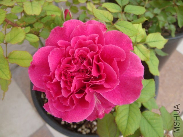 DSC07696.JPG