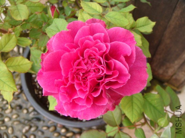 DSC07701.JPG