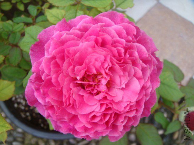 DSC07707.JPG