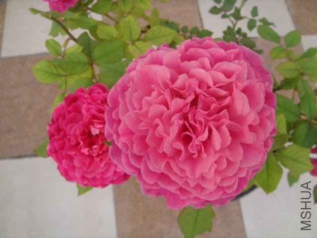 DSC07710.JPG