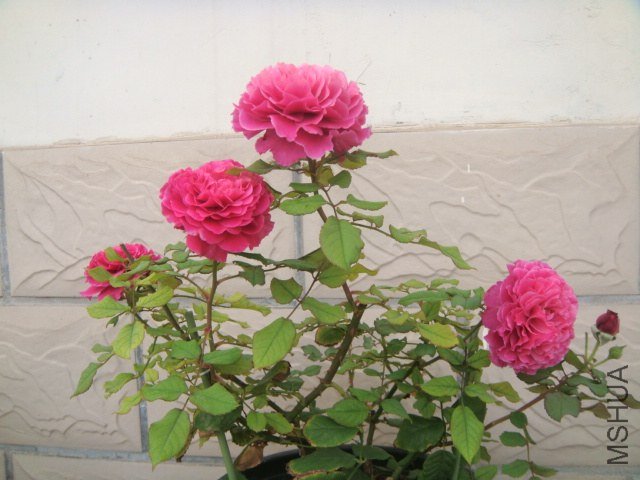 DSC07711.JPG