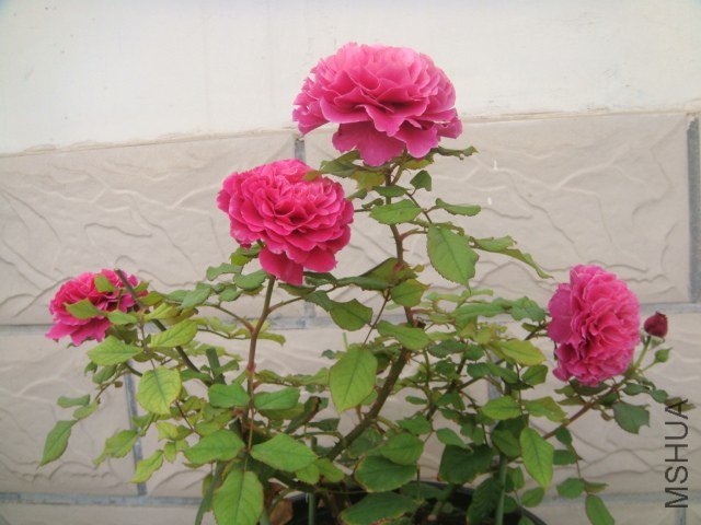 DSC07712.JPG