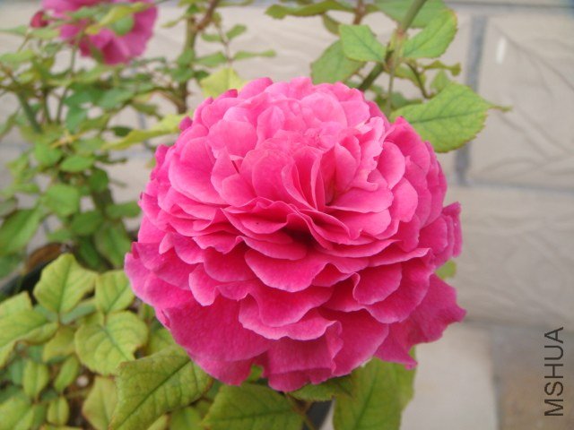 DSC07718.JPG