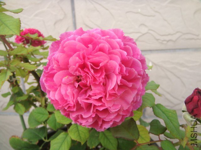 DSC07717.JPG