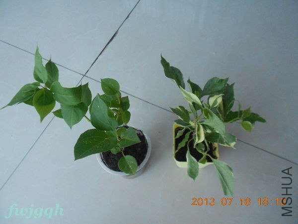 ��Ƭ 016_����.jpg