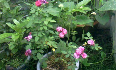 20130719_1022_3.jpg