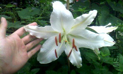 20130719_1021_0.jpg