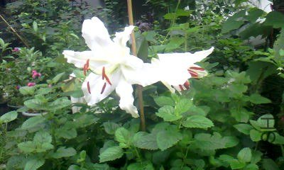 20130719_1022_0.jpg