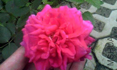 20130719_1022_2.jpg