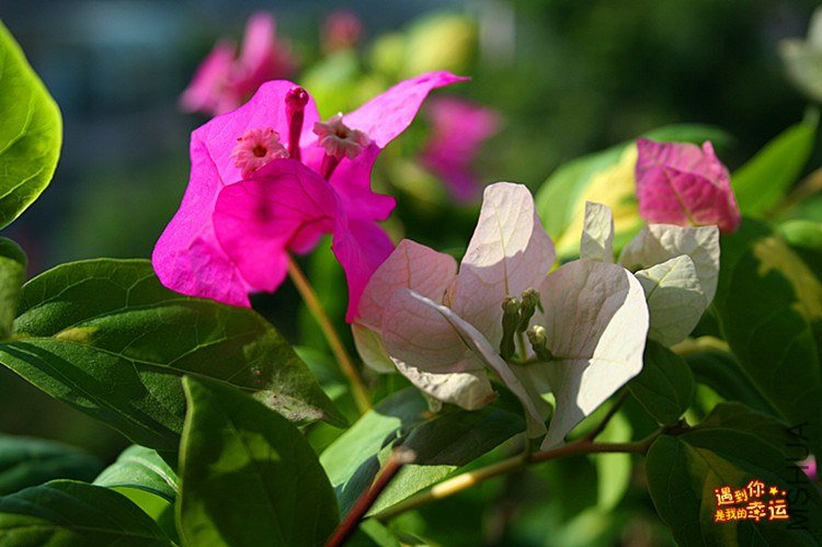 ��Ƭ 007_����.jpg