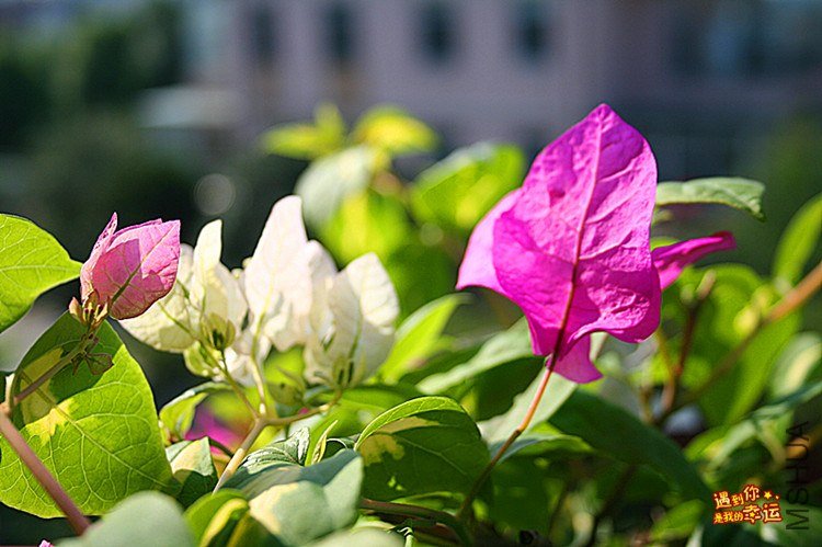 ��Ƭ 009_����.jpg