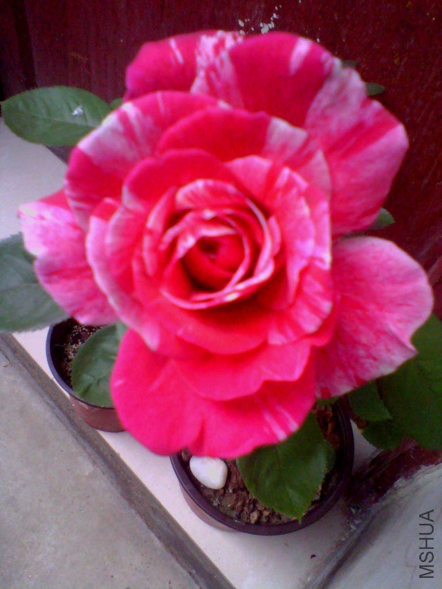 IMG_20130718_145437_0.jpg