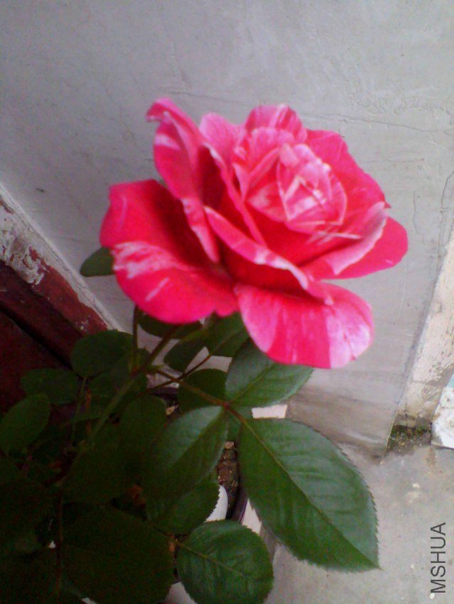 IMG_20130718_145501_0.jpg